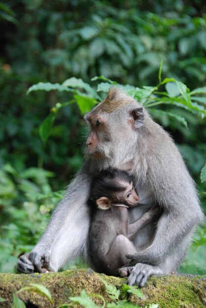 Apen in het apenbos van Ubud, Bali, Indonesië.