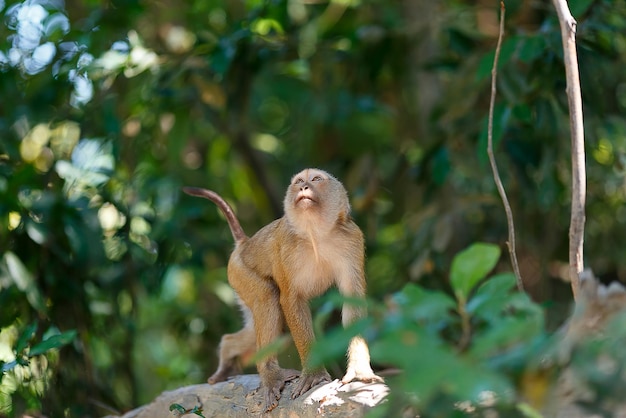 Apen in het zuiden van thailand