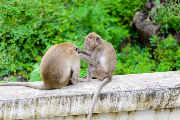 Apen (krab die makaak eten) die elkaar verzorgen.