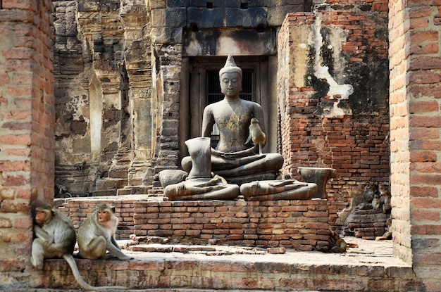 Apen spelen bij Phra Prang Samyod in Lopburi Thailand