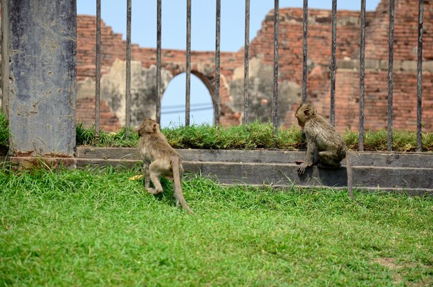 Apen spelen bij Phra Prang Samyod