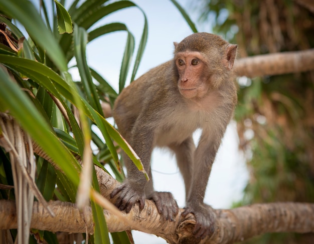 Apen uit Zuidoost-Azië gefilmd in Cambodja