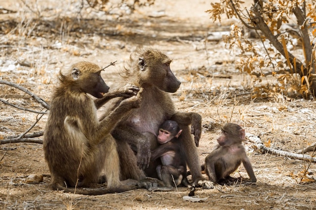 Apenfamilie in het bos