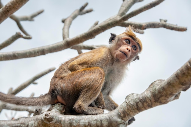 Apenportret - Sri Lanka