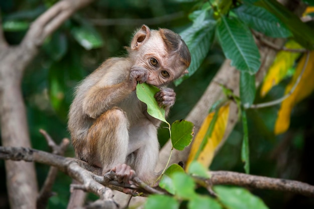 Apenportret - Sri Lanka