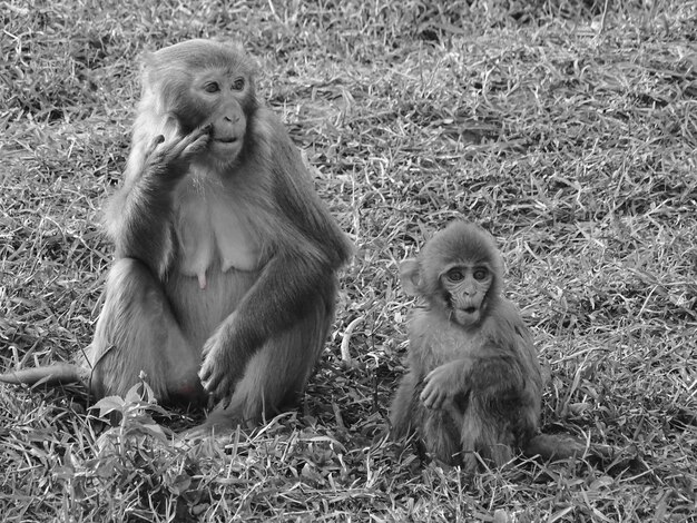 Photo apes in kathmandu