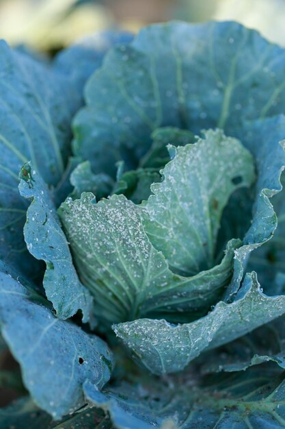 Photo aphids on cabbage