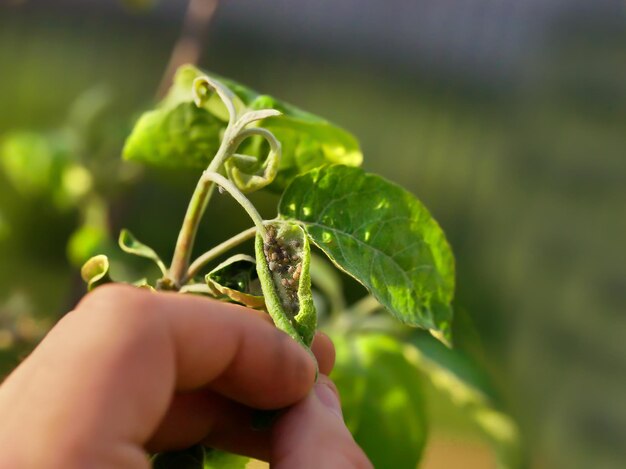 Photo aphids on the leaves of apple trees closeup