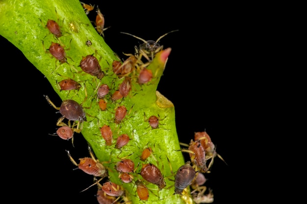 Aphids or plant lice are tiny insects that feed on plant sap, the aphidid superfamily, or Aphidoidea.