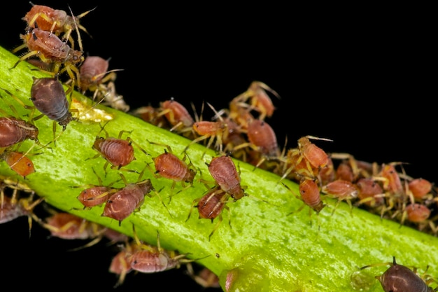 Gli afidi o pidocchi delle piante sono piccoli insetti che si nutrono di linfa delle piante, la superfamiglia degli afidi o aphidoidea.