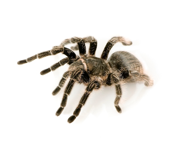 Aphonopelma seemanni in front of a white background