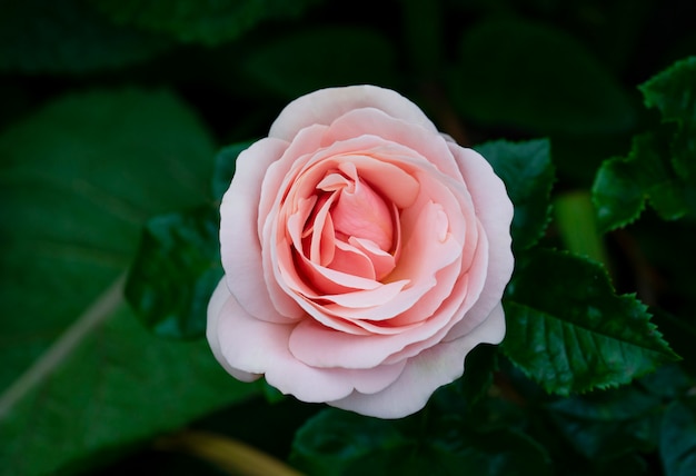 Aphrodite hybride theeroos in engelse tuin, een mooie enkele middenroze roos met medium geur, charmante roze bloemen in zalmroze kleur voor zomer tot herfst