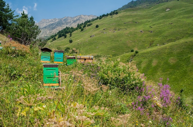 写真 夏には山の蜂で自然の中のミツバチの巣