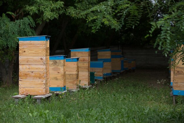 apiary in nature