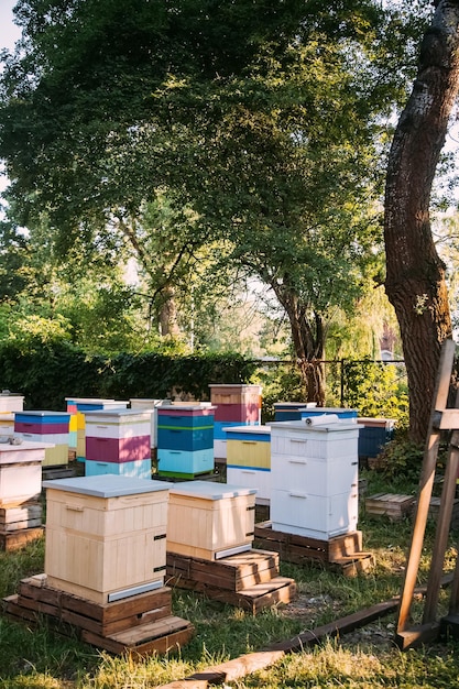 Apiculture colony bee hives natural farming