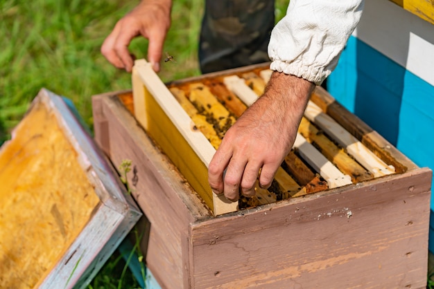 養蜂家は、夏に庭のミツバチの巣箱に蜂の巣のあるフレームを置きます。