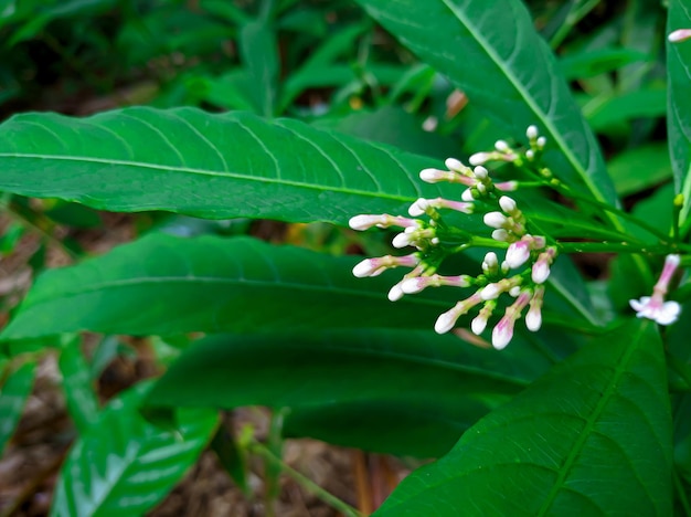 Apocynaceae 식물 꽃, 이 식물은 일반적으로 열린 열대 숲에서 자랍니다.