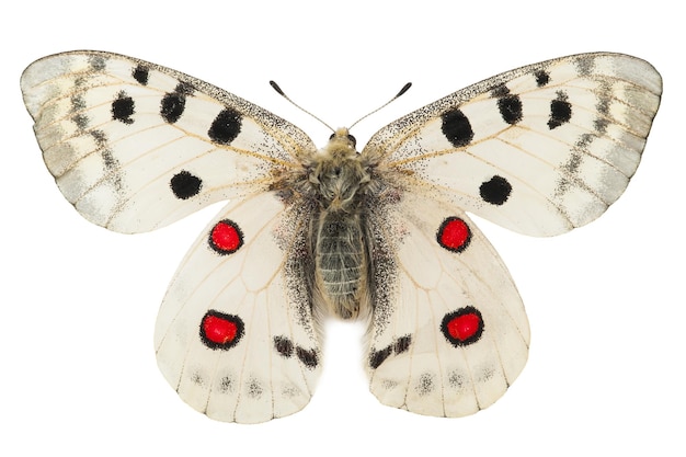 Photo apollo butterfly parnassius apollo