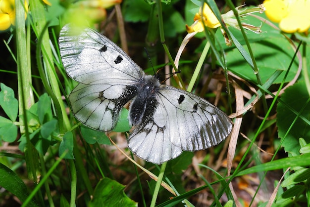 Apollo butterfly top