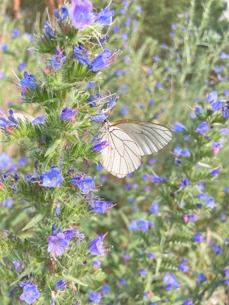 Aporia crataegi zittend op Echium vulgare van dichtbij