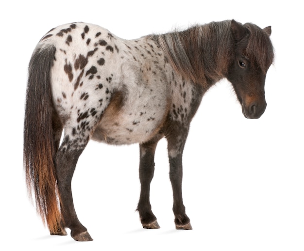 Cavallo miniatura di appaloosa, bianco dello ione diritto di equus caballus isolato