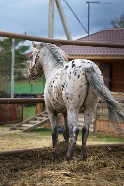 Appaloosa 조랑말은 levada에 서서 카메라에서 등을 돌리며 먼 곳을 바라보고 있습니다.