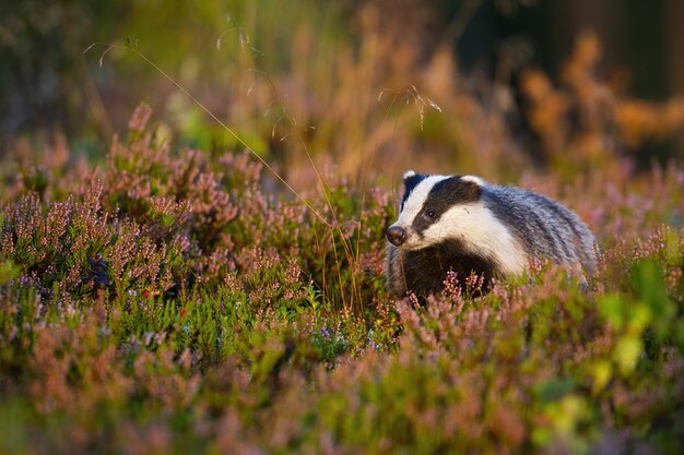 Appealing european badger looking in summer nature with head held up