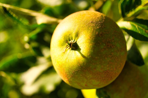 Appel aan de tak Fruit hangt aan de boom Fruit rijk aan vitaminen Voedsel