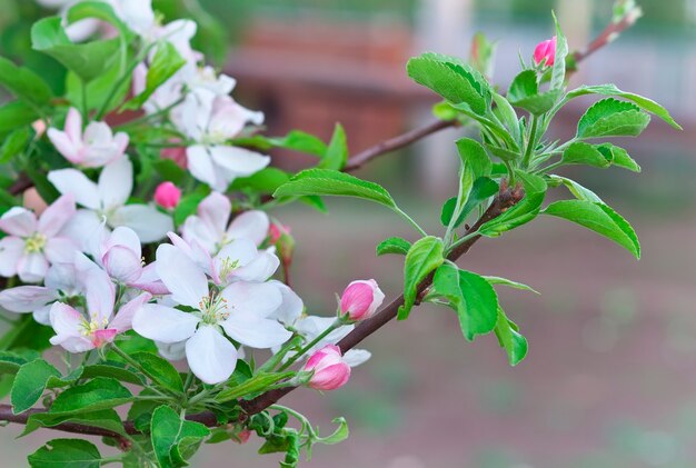 Appel bloeit in het voorjaar. Bloesem appelboom