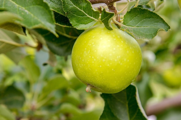 Appel op een boomtak in de tuinxA