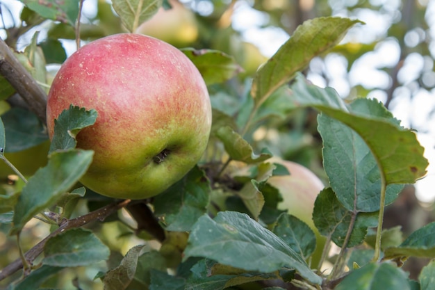 Appel op een tak van de boom in de tuin in de zomerdag met natuurlijke onscherpe achtergrond