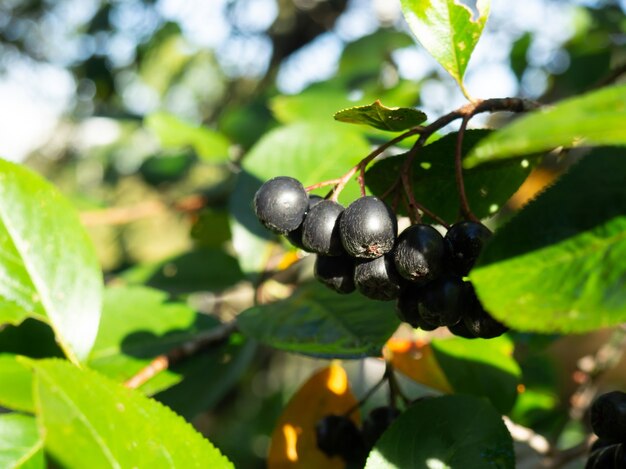 Appelbes op een tak in een herfsttuin close-up