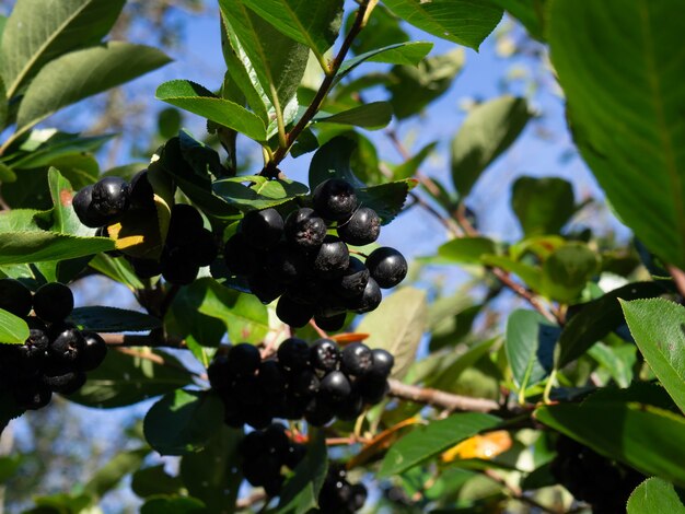 Appelbes op een tak in een herfsttuin close-up