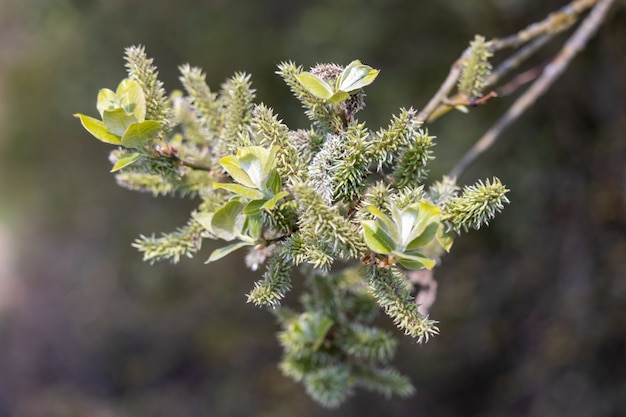 Appelbladwilg (Salix hastata)