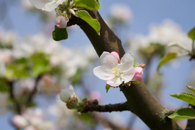 Foto appelbloem op een boomtak close-up
