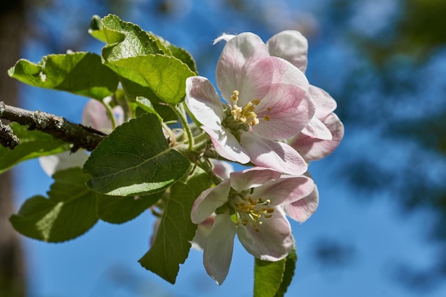 Appelbloemen op een blauwe hemelachtergrond Appelboom bloeit in de tuin