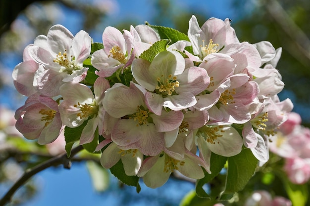 Appelbloemen op een blauwe hemelachtergrond Appelboom bloeit in de tuin
