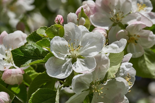 Appelbloemen op een blauwe hemelachtergrond Appelboom bloeit in de tuin