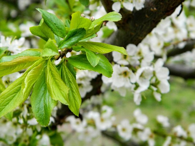 Appelbloemen op een tak Beeld met selectieve focus