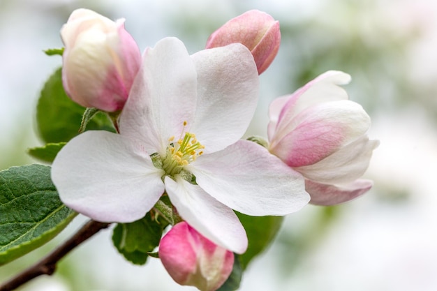 Appelbloesem close-up Selectieve focus