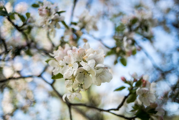 Appelbloesem in de lente