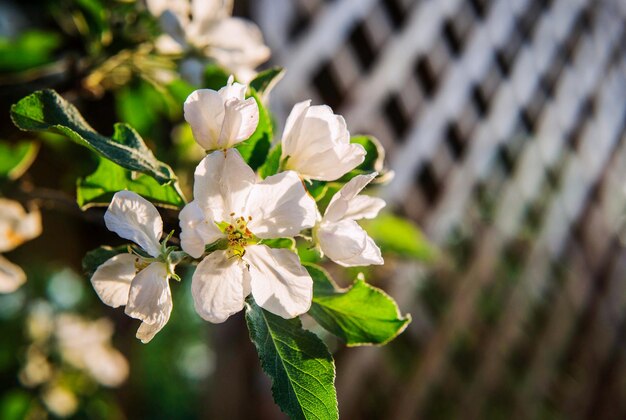 appelbloesem in de lente