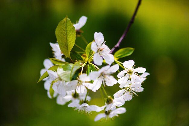 Foto appelbloesem op boom lentetijd