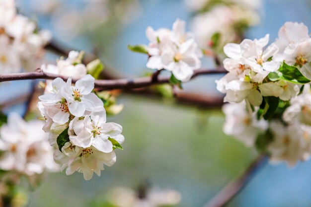 Appelbloesems bloeien in fel zonlicht.