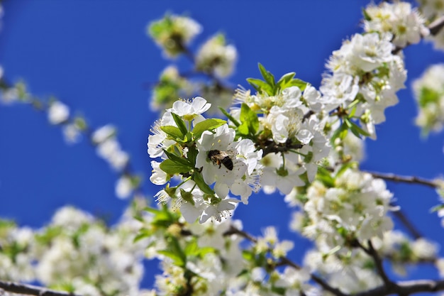 Appelbloesems in de lente in de bergen