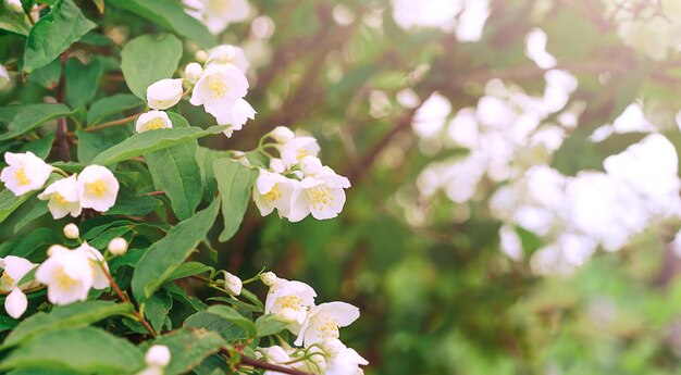 Foto appelbloesems in het zonlicht