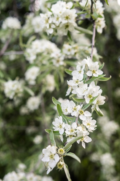 Appelbloesems lente bomen in bloei witte bloemen aan bomen