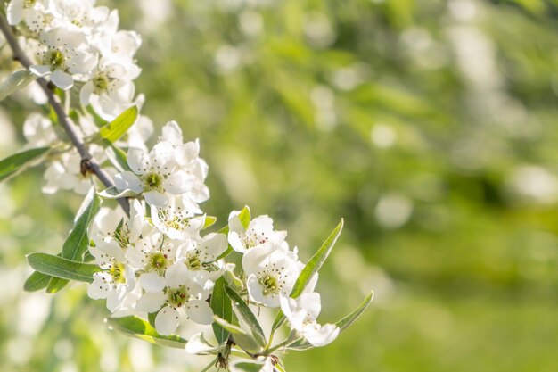 Appelbloesems lente bomen in bloei witte bloemen aan bomen