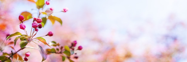 Appelbloesems op de achtergrond van de lucht in de zonnestralen