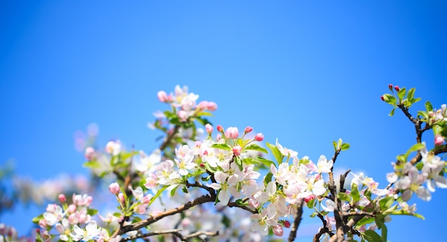 Appelbloesems over vage aardachtergrond